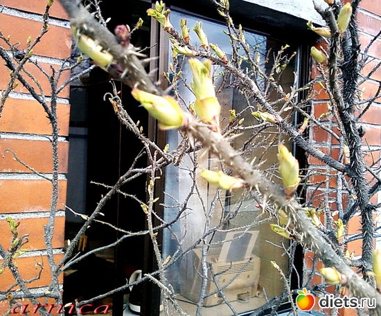 Куст шиповника