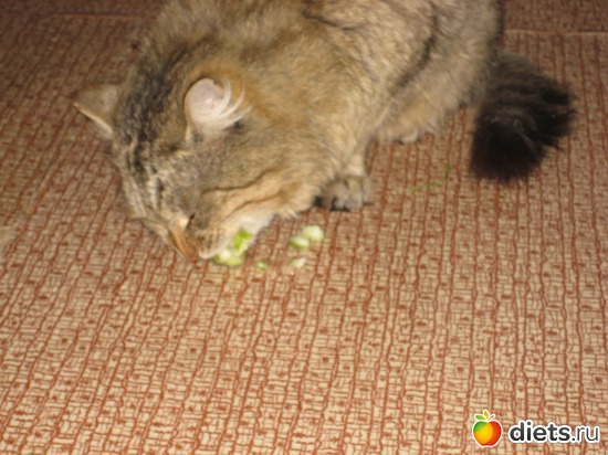 Ест сырые огурцы.И дерется за них как за мясо!, альбом: Мои и не только...