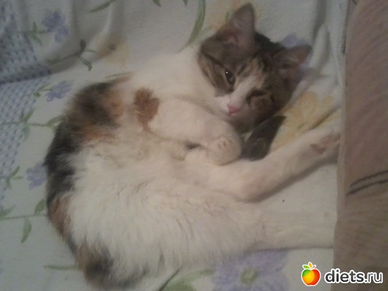 Красотулька.Как положено с ООООООчень несносным характером, альбом: Мои и не только...