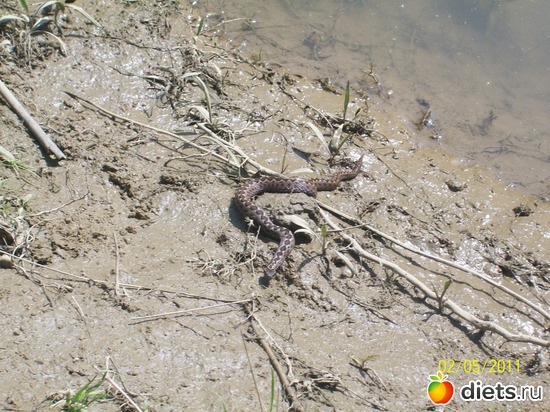 Весенний сюрприз...Ей ведь тоже хочется Быть красивой модницей.