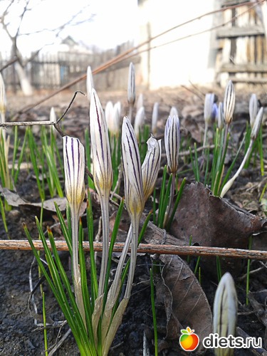 Среди пожухлых листьев, как отголосок сна, росточек нежный жизни!.. Так вот она, Весна!