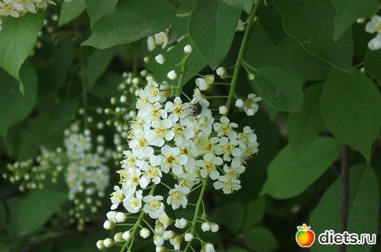 Дурманящая черемуха...