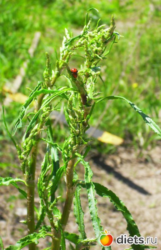 Весна - период любви и размножения )))