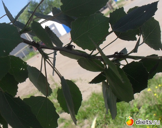 муравьи - трудяги