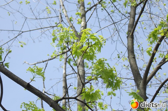 Первые листочки