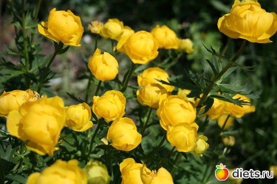 солнечные цветы