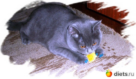 12 фото: Мой любимый голубой британец :)))