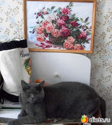 17 фото: Мой любимый голубой британец :)))