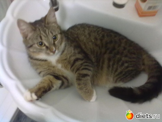 1 фото: моя киса