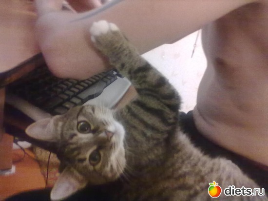 7 фото: моя киса