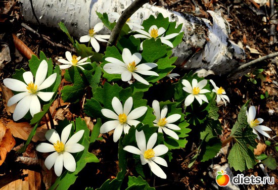 первые цветы