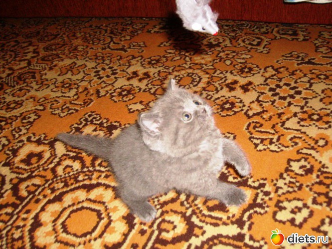 1 фото: Мой любимый голубой британец :)))