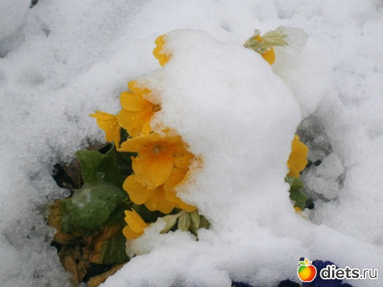 Весна пробивается!