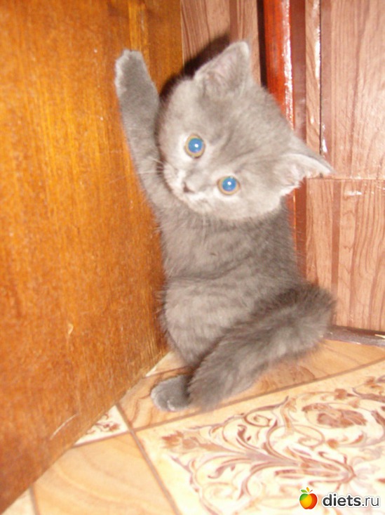 5 фото: Мой любимый голубой британец :)))