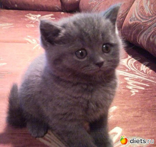 7 фото: Мой любимый голубой британец :)))