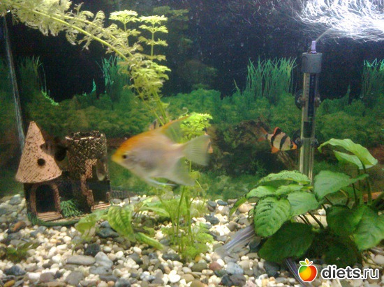 1 фото: наши аквариумы