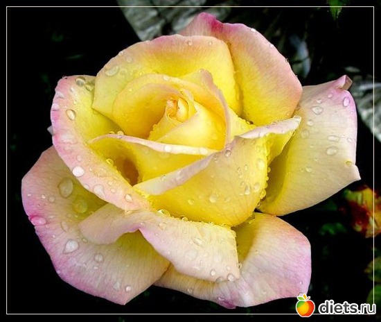 4 ����: �����