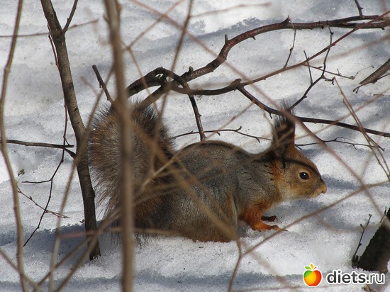 В Кусковском парке..., альбом: Москва. Кусково.