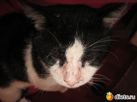 ����..., ������: ��� ������ ���.