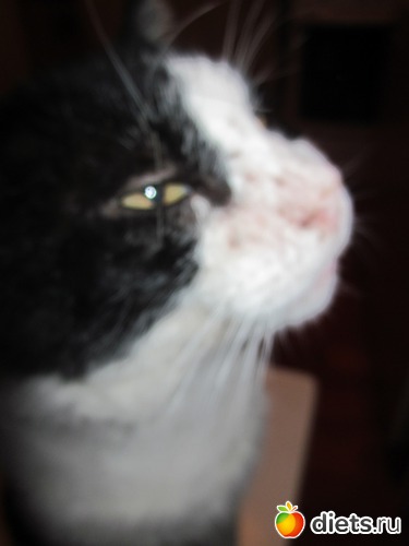 7 фото: Мой старый кот.