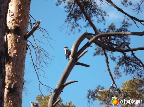 "Санитар леса" уже на службе!