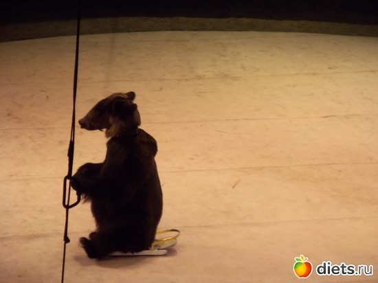 Цирк на Вернадского 24 марта, альбом: МОСКВА 16.03-06.04.2012