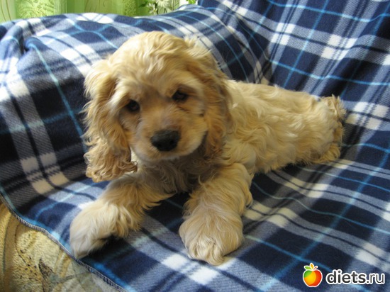 1 фото: Мой кокеренок!