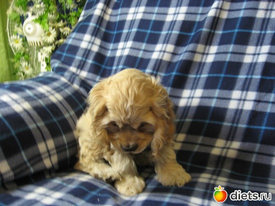 Американский кокер спаниель!, альбом: Мой кокеренок!