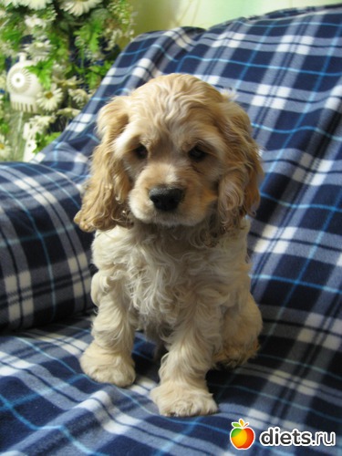 Мой новый друг, альбом: Мой кокеренок!