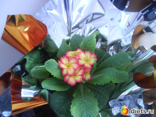 Примулы принцессы весны