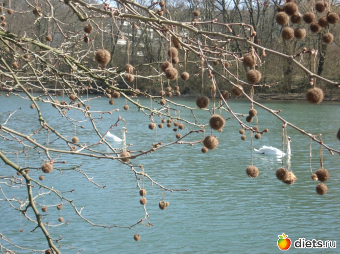 Берега Марны (Bords de Marne), март