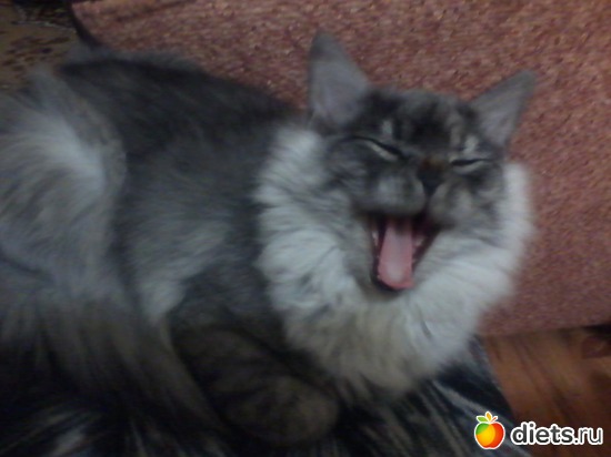 7 фото: мои кошки