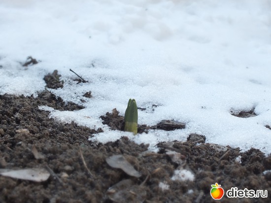 первые ростки