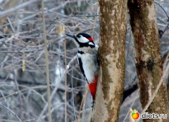 4 фото: Москва. Кусково.