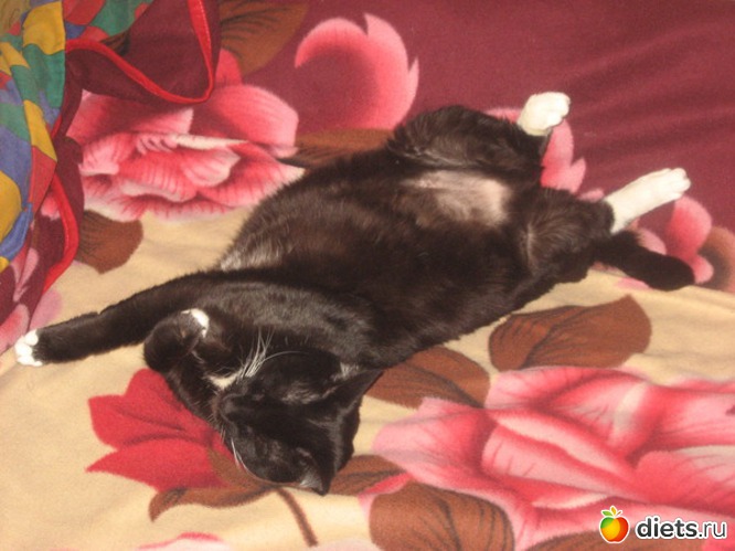 Марго, альбом: Мои кошки