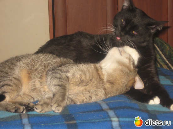 Марго и Берта, альбом: Мои кошки