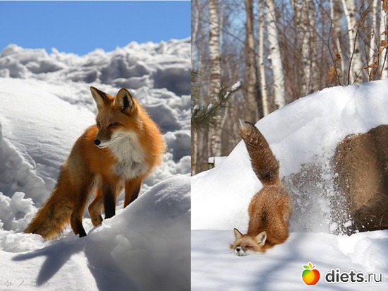 2 ����: ��������))))))