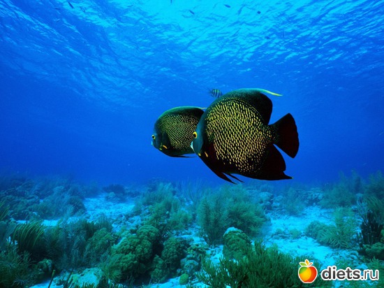 1 фото: Океан