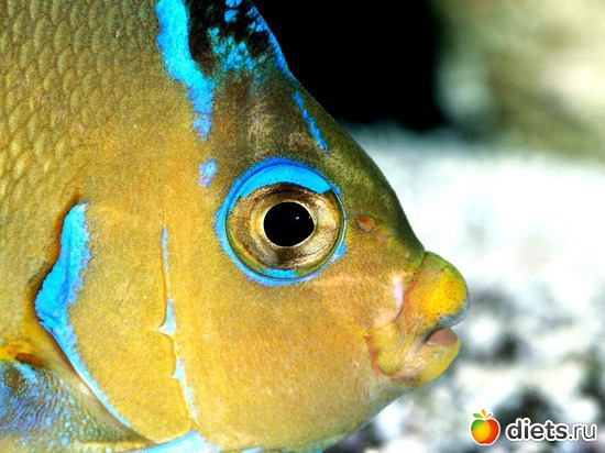 4 фото: Океан