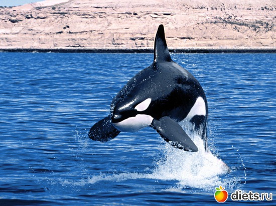 12 фото: Океан