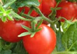 Как вырастить помидоры начинающему дачнику
