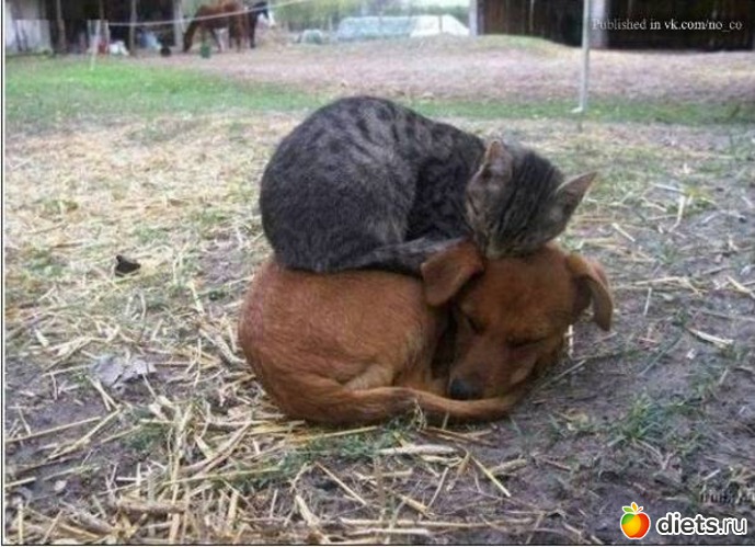 пригрелись..., альбом: дружба