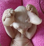 И кто меня за язык тянул?