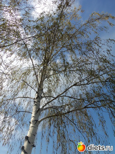 ��������, ������: �����