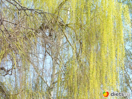 Вышгород, альбом: ВЕСНА