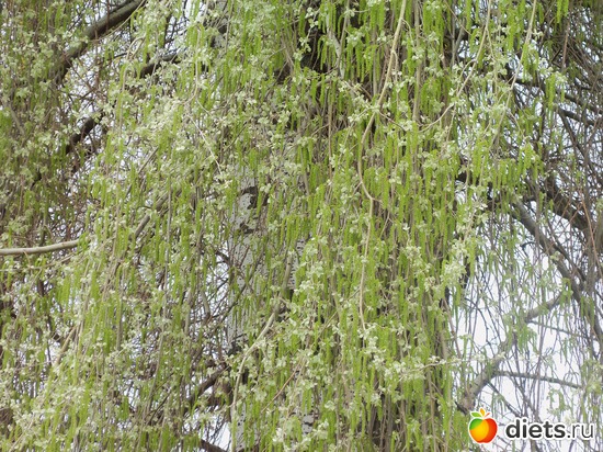 Гидропарк, альбом: ВЕСНА