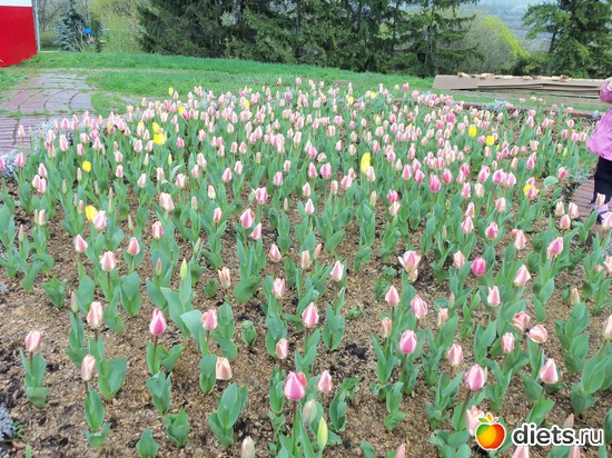 Выставка тюльпанов, альбом: ВЕСНА