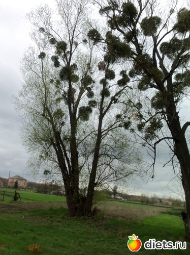 4 фото: ВЕСНА