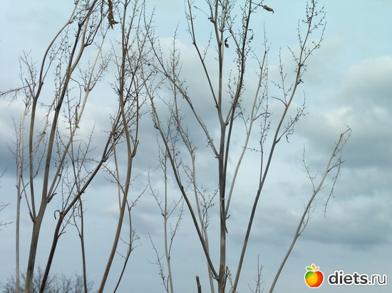 13 фото: ВЕСНА