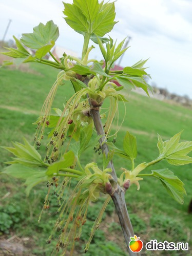 17 фото: ВЕСНА